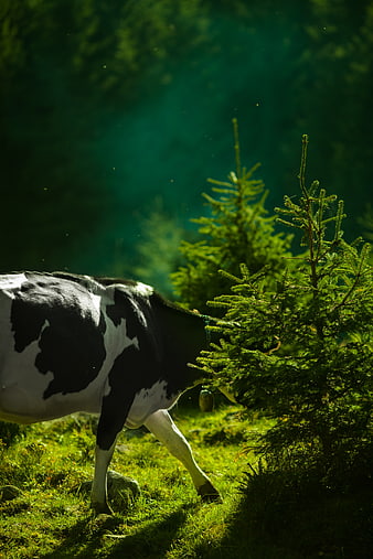 Black and white cow grazing near pine tree in forest
