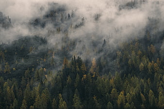 Misty Mountain Forest with Autumn Colors