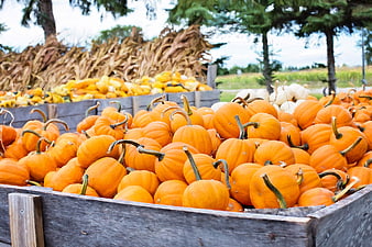 Fresh Orange Pumpkins in Wooden Crates at Autumn Farm