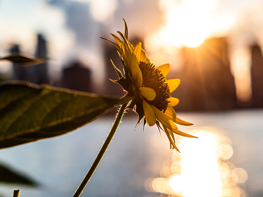 Sunflower Silhouette Against Golden Sunset City Skyline