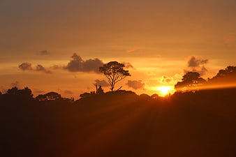 Silhouette of trees against a vibrant orange sunset sky
