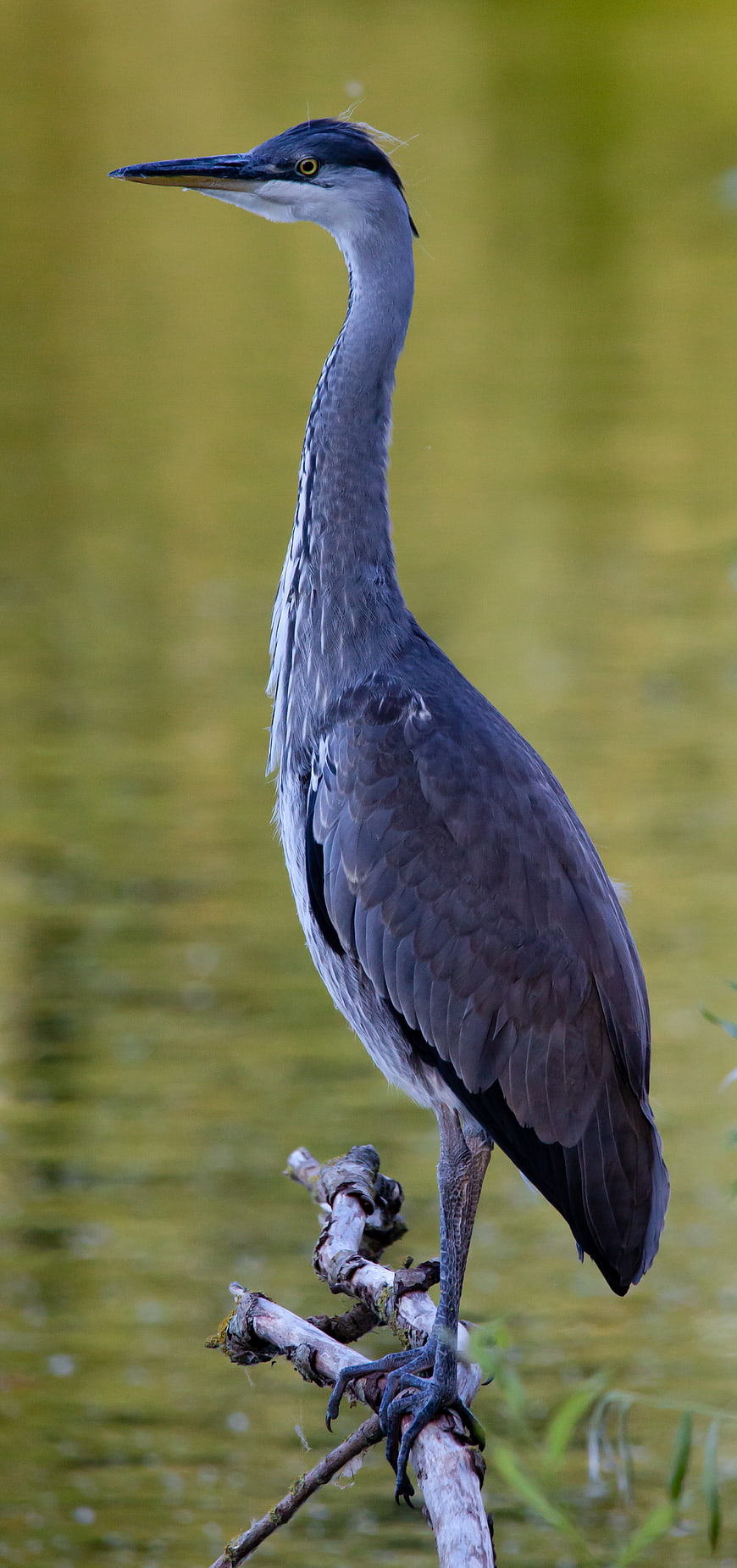Grey Heron Standing on Branch in Wetland
