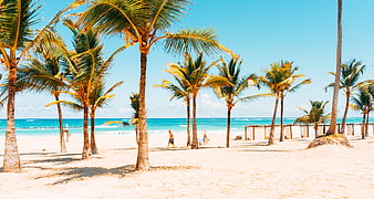 Tropical Beach with Palm Trees and Blue Ocean