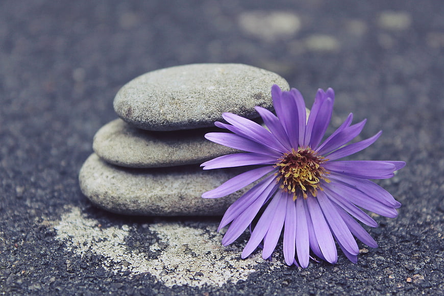 Purple Aster Flower and Stacked Zen Stones on Stone Surface