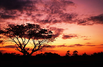 Dramatic Silhouette of Tree Against Vibrant Sunset Sky