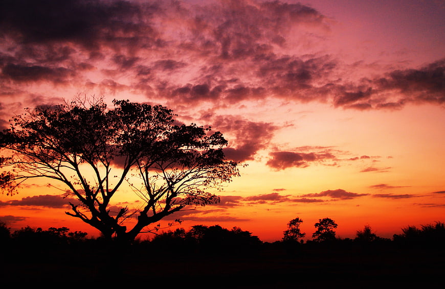 Dramatic Silhouette of Tree Against Vibrant Sunset Sky