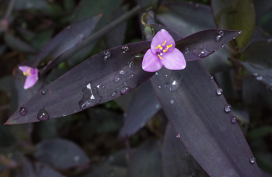 Purple Heart Plant with Pink Flower and Raindrops