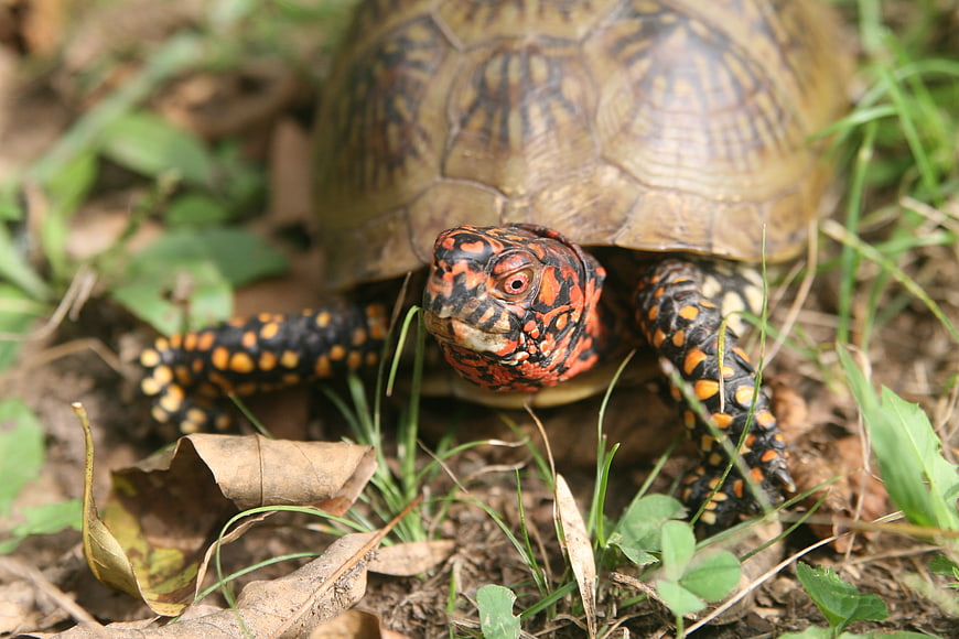 Close-up of Eastern Box Turtle with Red Spotted Head