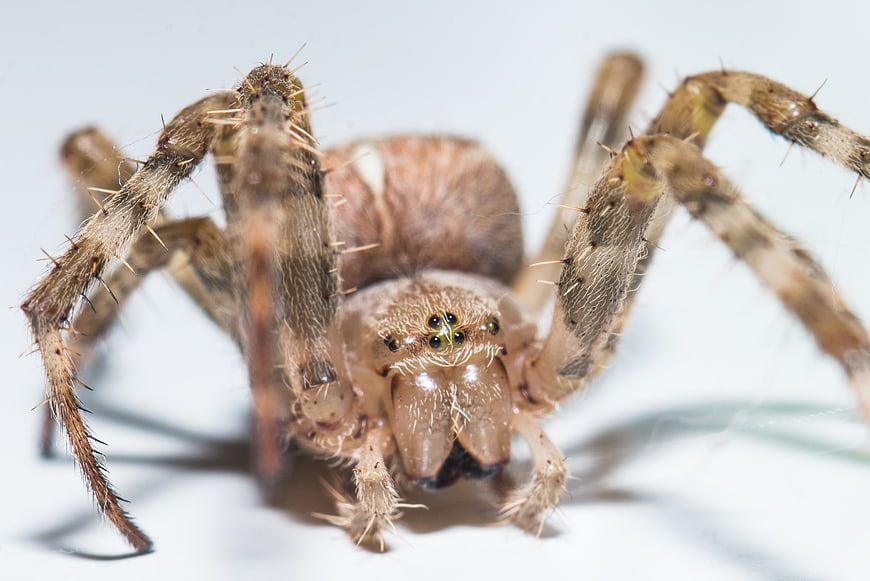 Macro Close-Up of Brown Spider with Spiky Legs