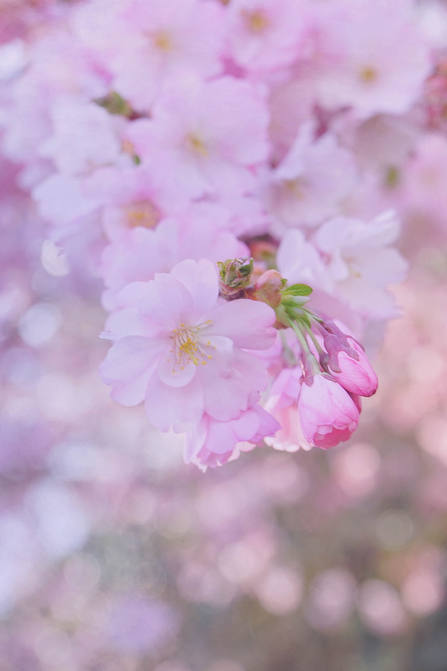 Soft Pink Cherry Blossom Close-Up With Dreamy Bokeh Background