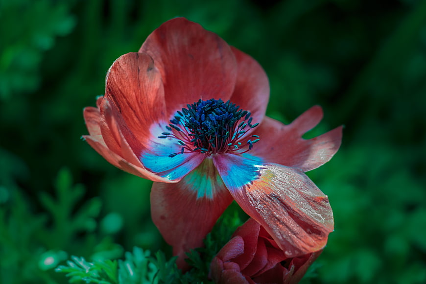 Close-up of a Red Poppy with Blue Painted Petals