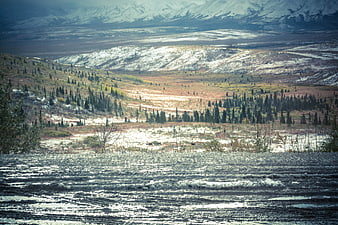 Wilderness landscape with caribou herd in snowy tundra