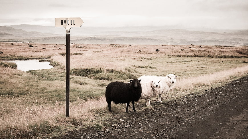 Sheep on Icelandic Road Near Hvoll Sign