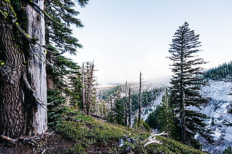 Snowy Mountain Forest with Large Tree Trunk Foreground