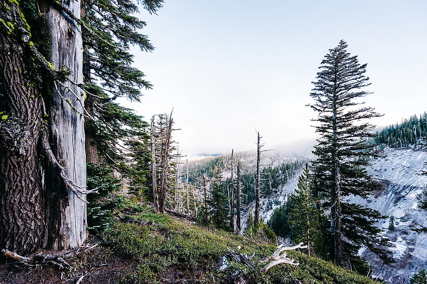 Snowy Mountain Forest with Large Tree Trunk Foreground