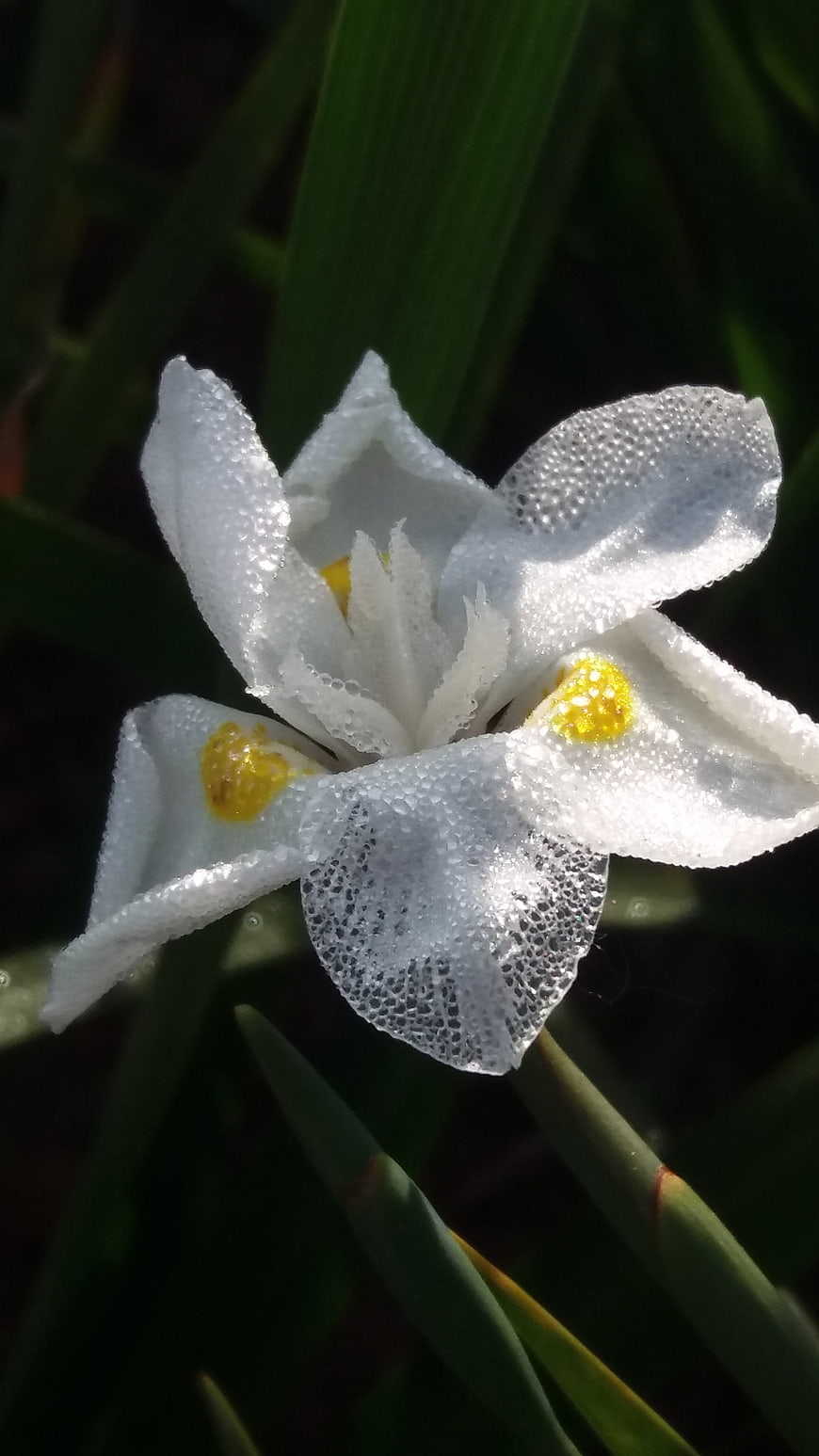 Close-up of White Dwarf Iris with Dew Drops