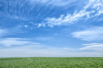 Vast Green Field Under Blue Sky with Wispy Clouds