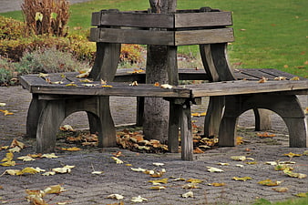 Rustic wooden bench in park with autumn leaves