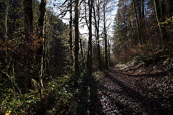 Sunlit Forest Path in Autumn with Tall Trees