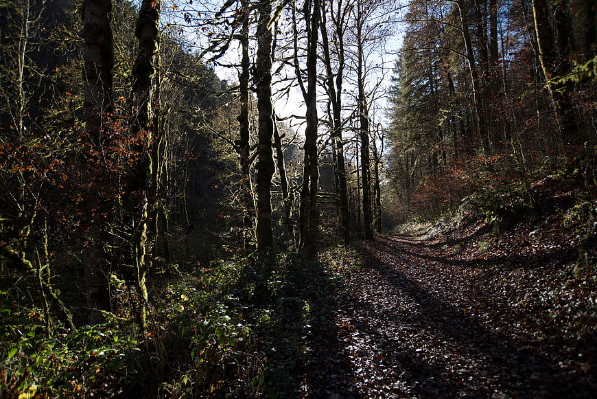Sunlit Forest Path in Autumn with Tall Trees