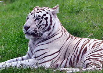 White Tiger Resting in Green Grass