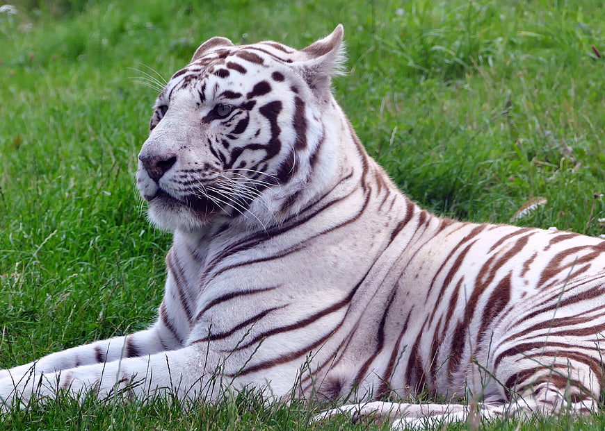 White Tiger Resting in Green Grass
