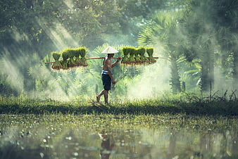 Asian farmer carrying rice seedlings on a shoulder pole in a misty paddy field