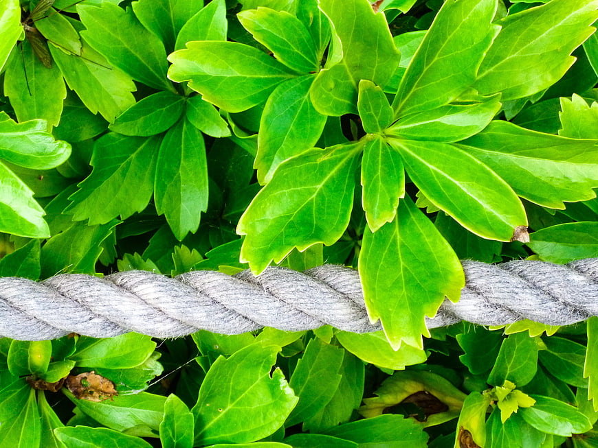 Gray twisted rope resting on vibrant green ivy leaves
