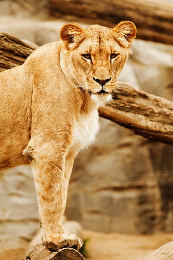 Portrait of a Lioness Standing on a Log