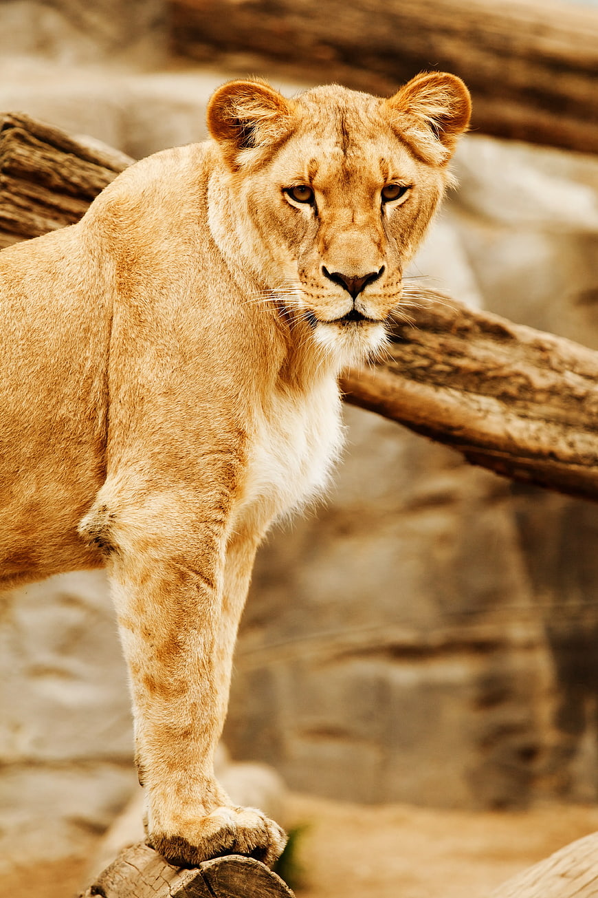 Portrait of a Lioness Standing on a Log
