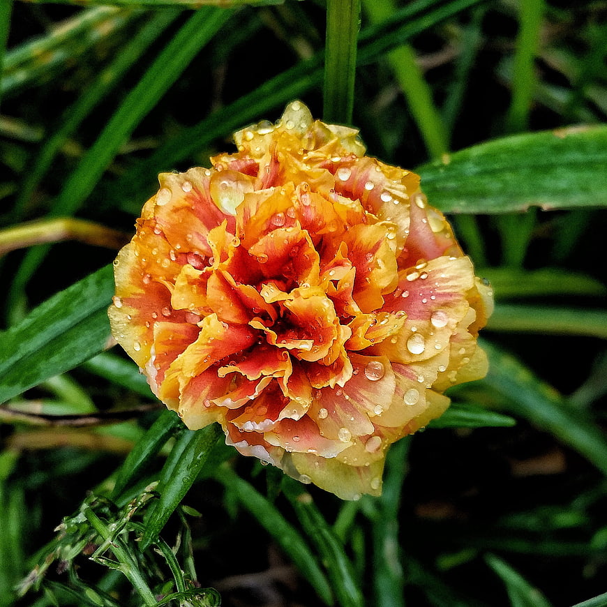 Close-up of orange and yellow flower with raindrops