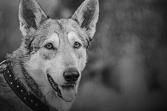 Black and white portrait of a happy husky dog panting