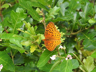 Orange Fritillary Butterfly on Green Oak Leaves