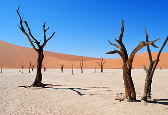 Dead Vlei Namibia: Skeleton Trees in Orange Sand Dunes