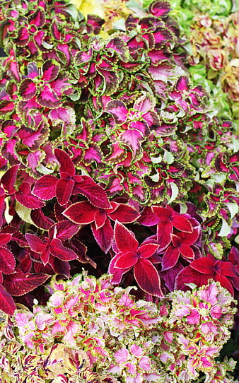 Vibrant multicolored coleus leaves close-up pattern