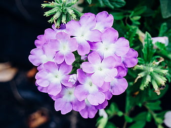 Close-up of purple verbena flowers with white centers