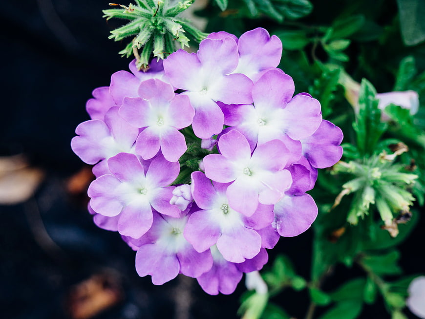 Close-up of purple verbena flowers with white centers
