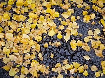 Yellow autumn leaves scattered on dark asphalt texture