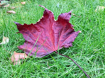 Red maple leaf on green grass in autumn