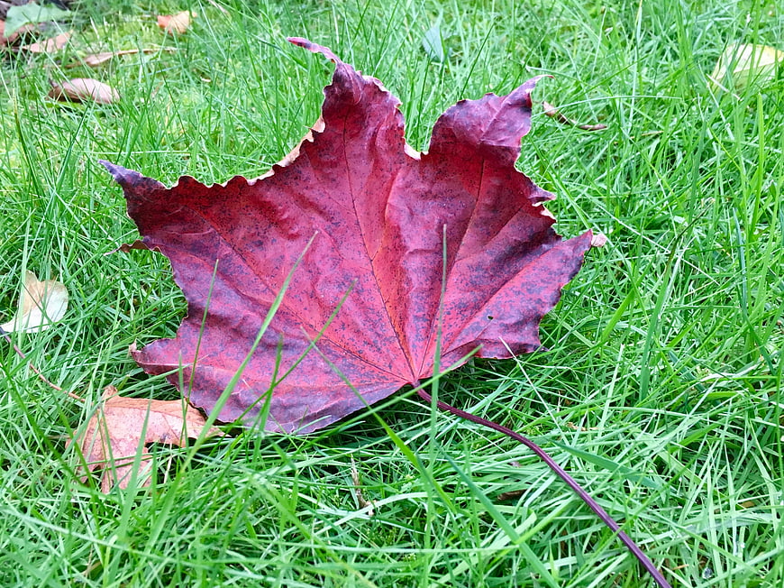 Red maple leaf on green grass in autumn