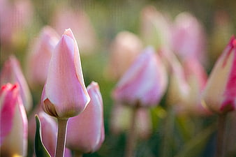 Close-up of Pink Tulip Bud in Spring Garden