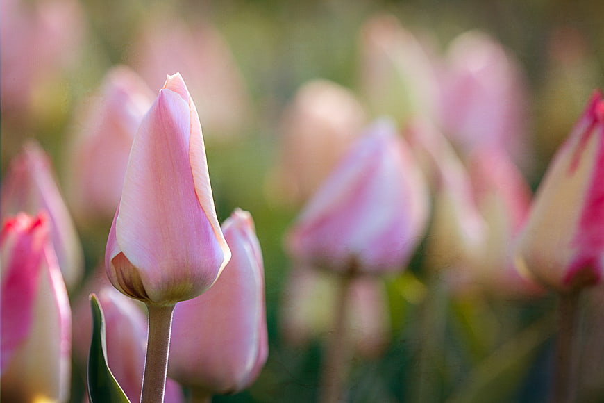 Close-up of Pink Tulip Bud in Spring Garden