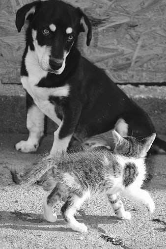 Black and white photo of a puppy and kitten interacting on concrete