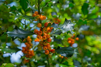 Close-up of orange holly berries and green leaves