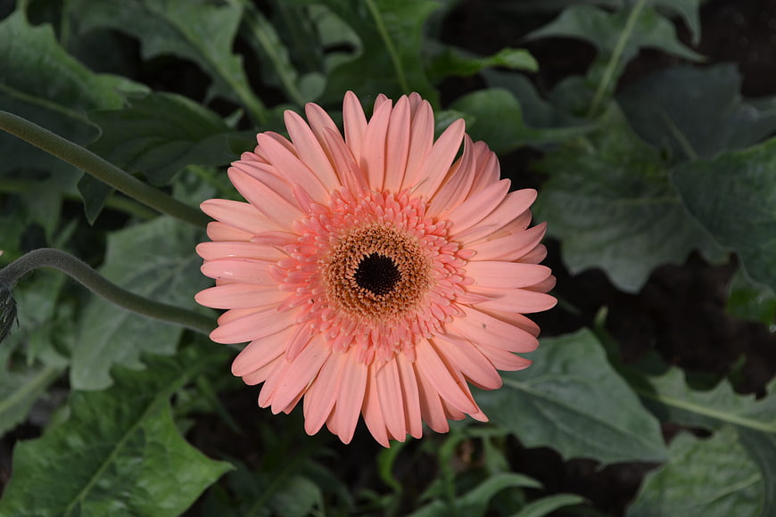 Close-up of a pink gerbera daisy flower