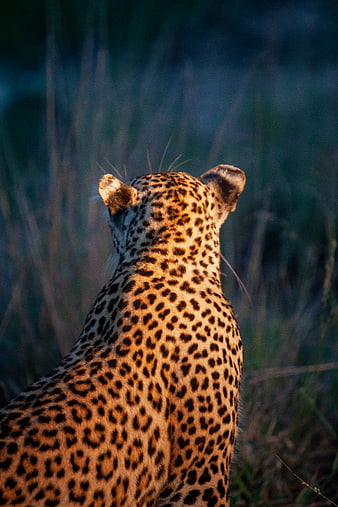 Leopard Back View in African Savanna Grass