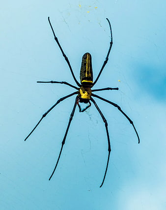 Close-up of a Black and Yellow Garden Spider on Web
