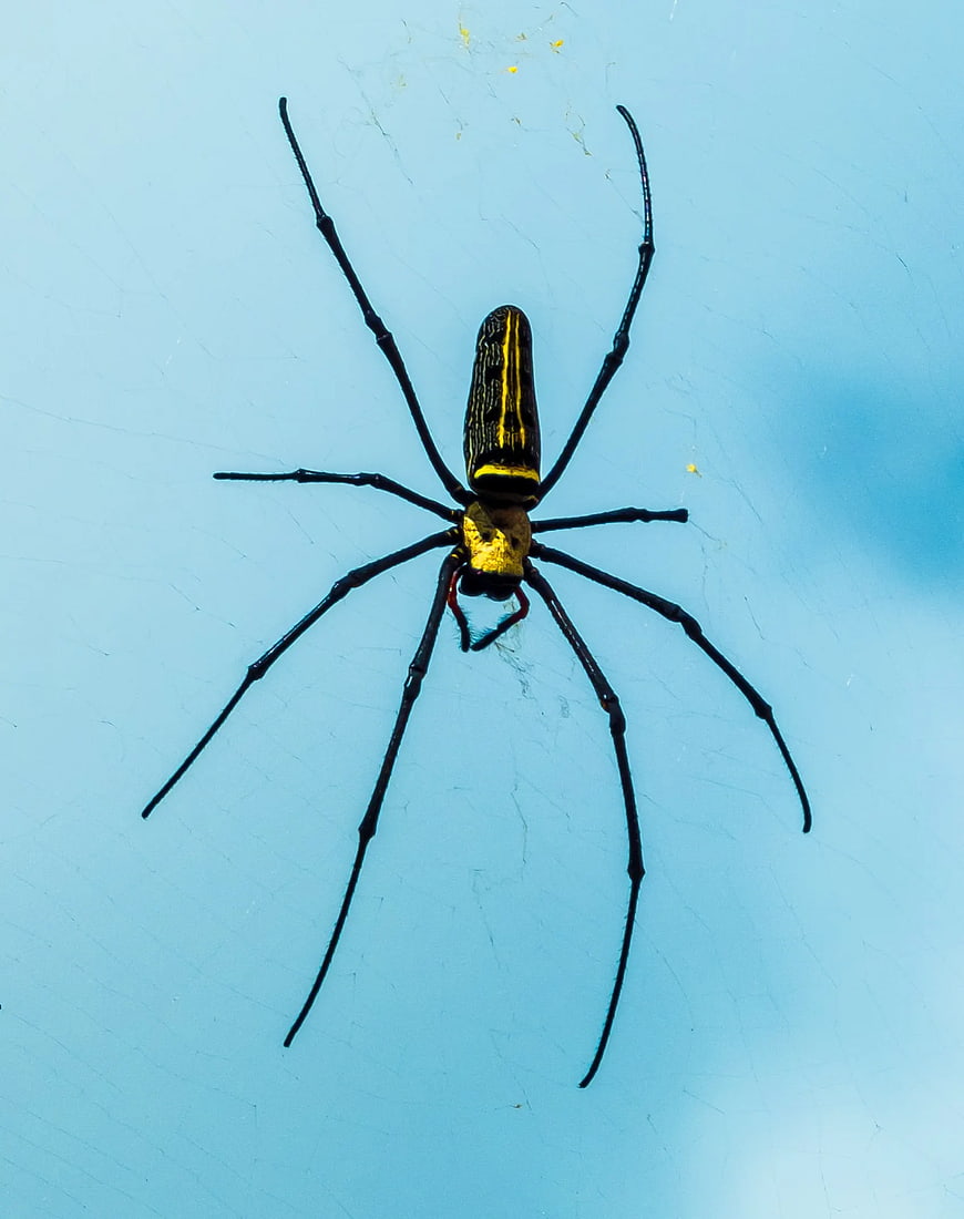 Close-up of a Black and Yellow Garden Spider on Web