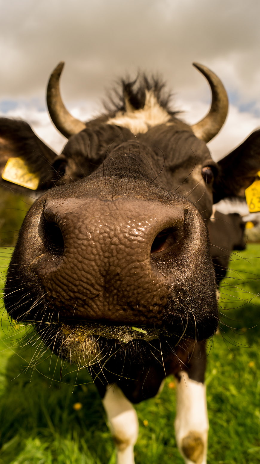 Extreme Close-Up of Curious Cow Snout in Green Pasture