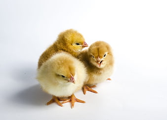 Three fluffy yellow chicks standing on a white background